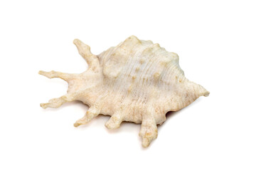 Image of lambis scorpius sea shell, common name the scorpion conch or scorpion spider conch, is a species of large sea snail, a marine gastropod mollusk in the family Strombidae, the true conchs.