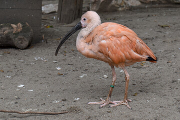 Scarlet ibis (Eudocimus ruber) in captivity in a zoo