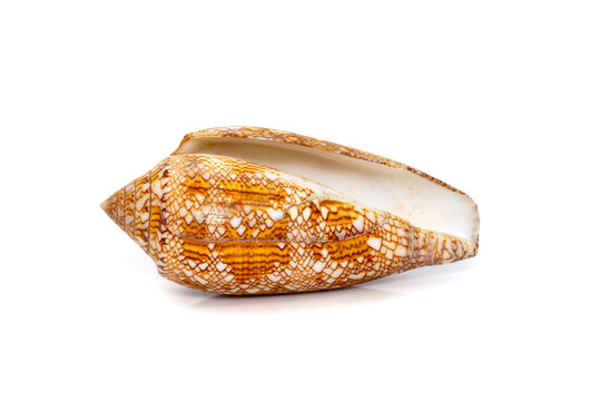 Image Of Conus Omaria Patonganus Sea Shell Is A Species Of Sea Snail, A Marine Gastropod Mollusk In The Family Conidae, The Cone Snails And Their Allies. Undersea Animals.