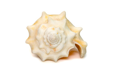 Image of strombus alatus sea shell, the Florida fighting conch, is a species of medium-sized, warm-water sea snail, a marine gastropod mollusk in the family Strombidae, the true conchs.