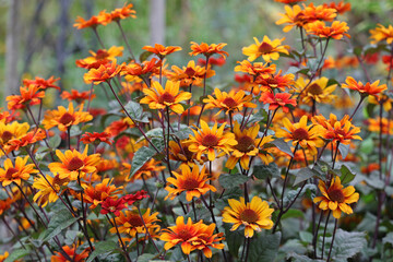 Heliopsis helianthoides 'Bleeding Hearts' in flower.