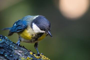 Great tit on branch with beautiful summer background. Little songbird in nature forest. Wildlife scene from nature.