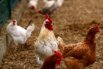 a flock of free range chickens roaming for food on a farmyard