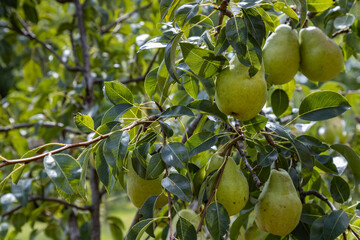 Pears close up photography, Fruits among the leaves on a branch, polish orchards, healthy polish food, close up photography , macrophotography, Poland