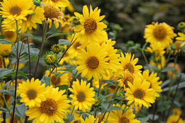 Heliopsis helianthoides, false sunflower, in bloom.