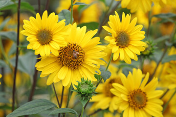 Heliopsis helianthoides, false sunflower, in bloom.