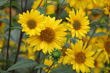 Heliopsis helianthoides, false sunflower, in bloom.