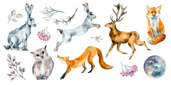 Set of wild animals and forest plants watercolor illustration isolated on white. © Katyalanbina@gmail 