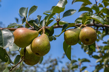 Pears close up photography, Fruits among the leaves on a branch, polish orchards, healthy polish food, close up photography , macrophotography, Poland