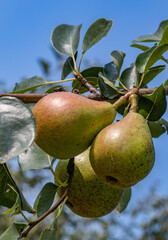 Pears close up photography, Fruits among the leaves on a branch, polish orchards, healthy polish food, close up photography , macrophotography, Poland