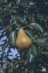 Pears close up photography, Fruits among the leaves on a branch, polish orchards, healthy polish food, close up photography , macrophotography, Poland