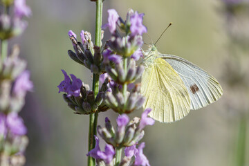 Papillon.