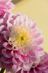 Pink dahlia flower head with gentle yellow petals wallpaper background. Floral macro close up inspiration nature pattern. Fresh floral postcard.
