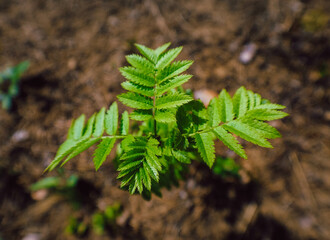 fern leaves