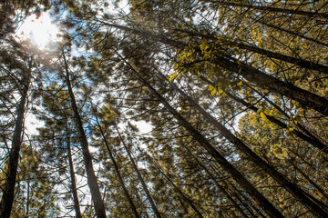 Arvores na floresta contra luz do sol