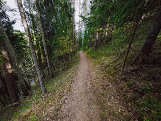 path in the woods