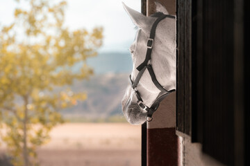 Animal locked up looking at freedom. Horse locked in his stable