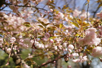 Obraz premium blossom in spring in varna bulgaria , flowerday 
