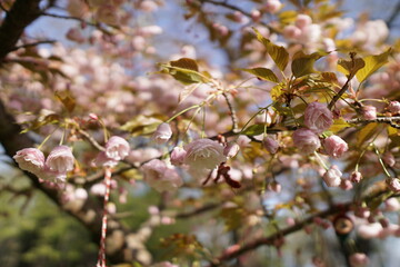 blossom in spring in varna bulgaria , flowerday 