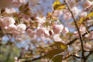 blossom in spring in varna bulgaria , flowerday 