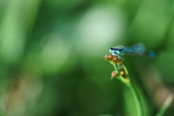 Agrion.