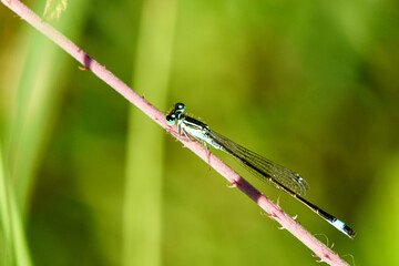 Agrion.
