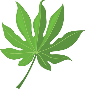 Palm fan leaf. Green jungle tree foliage