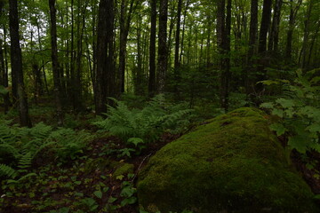 Fototapeta na wymiar A forest in summer after the rain, Sainte-Apolline, Québec, Canada