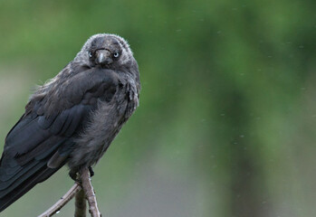 wet bird