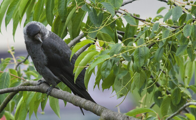 Obraz premium Crow