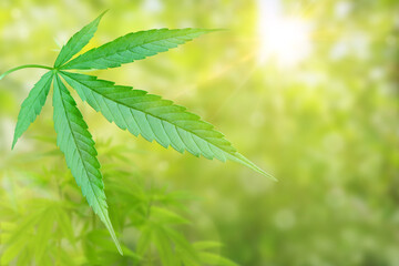 cannabis leaf isolated on blurred green background