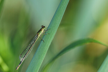 Agrion.