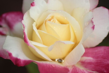 pink rose close up