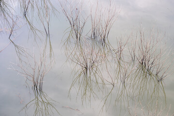 A small tree that dries up in the water