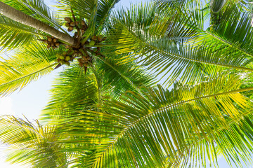 Obraz na płótnie Canvas Bottom view of coconut palms. Lush green palm leaves against the sky. Coconuts, palm background.