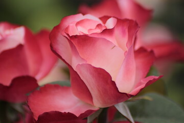 pink rose