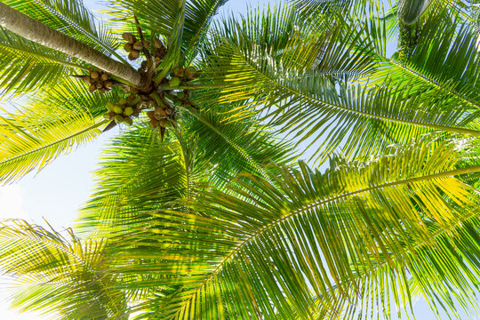 Bottom view of coconut palms. Lush green palm leaves against the sky. Coconuts, palm background.