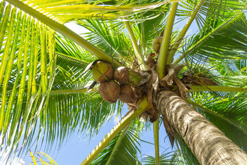 Coconuts hang on a palm tree bottom view. Fruits and leaves of a coconut palm against a clear blue sky.