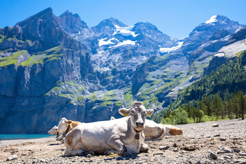 Switzerland cows in alps mountain