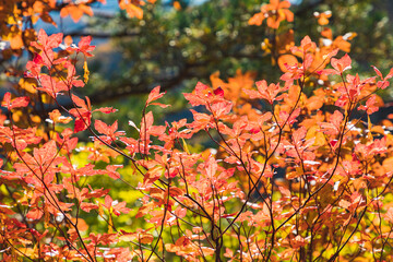 紅葉の瀬戸合峡