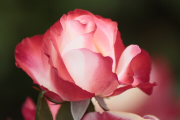pink rose