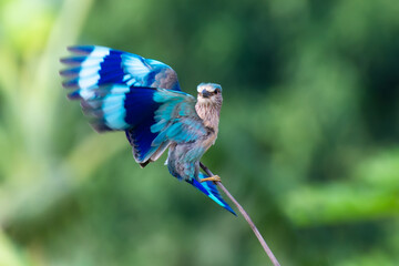 Indian Roller Bird 