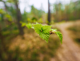 leaves of a tree