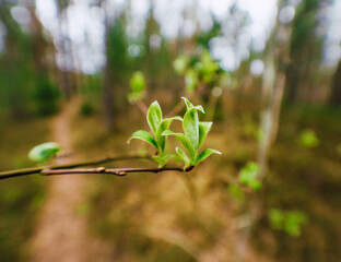 green leaves on the tree