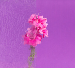 Creative concept with branch of pink gladiolus Minimal scene flowers on violet background.