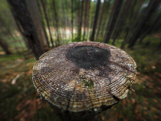 sea urchin shell