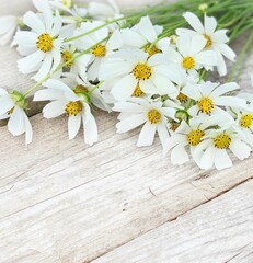 Obraz premium white chamomile on a wooden background. background for banner