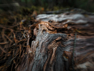 old wood texture