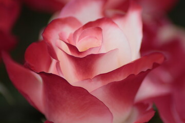 pink rose closeup