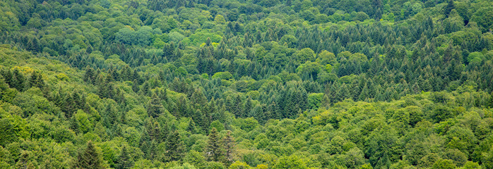 green forest landscape panorama view